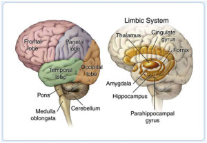 brain Lobe Regions