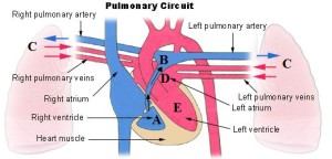 Illu_pulmonary_circuit