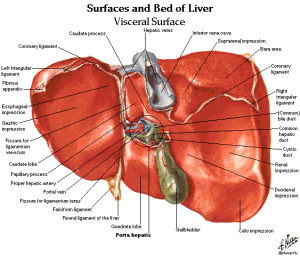 SpleenLiver-Anatomy-and-Physiology-Diagrams