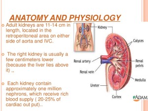 kidney 3