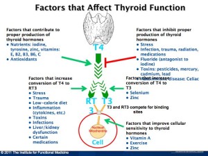 thyroid part ii 2