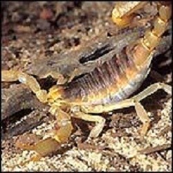 Arizona Bark Scorpion2