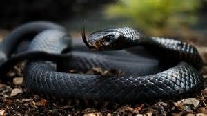 black mamba