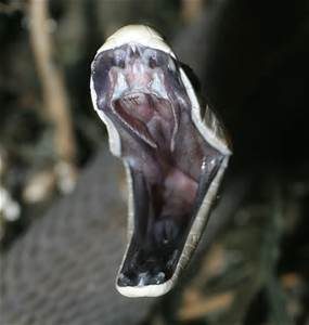 black mamba2