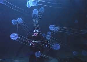 box jellyfish2