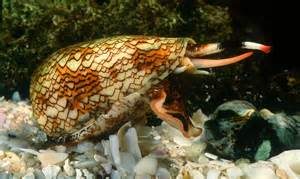 cone snail2