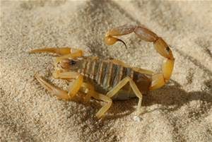 deathstalkerscorpion2