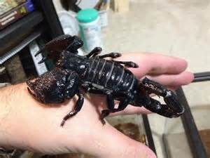 emperorscorpion2