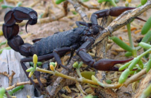 fat tailed scorpion