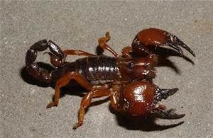 redclawscorpion2