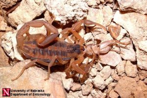 stripebacked_scorpion