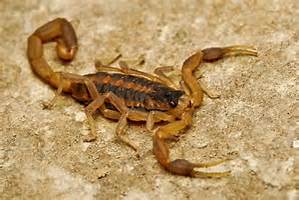 stripedbarkscorpion