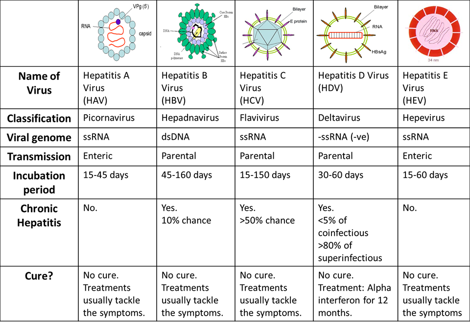 Hepatitis Types Chart