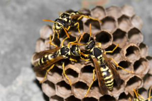 Wasps & Hornet Nests