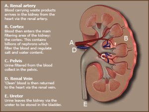 kidney failure part 11b