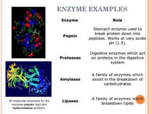 enzymes2