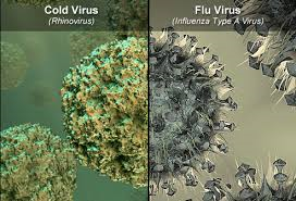 the flu versus cold 2