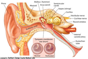 EarAnatomy_+EarDrums_labeled