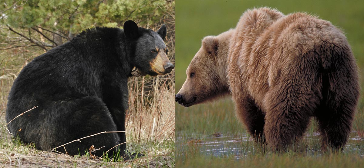 Бурый медведь против. Гризли и бурый медведь. Барибал и бурый медведь. Барибал Кадьяк Сибирский бурый медведь Гризли. Гризли бурый и Барибал.